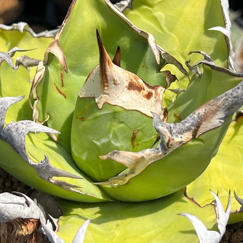 Agave titanota 【EU import selection SPREWELL】 | 