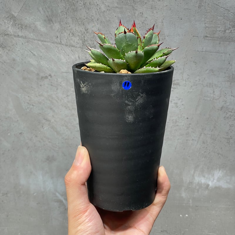 N PLANTS ORIGINAL HYBRID 003 ］11 | N PLANTS