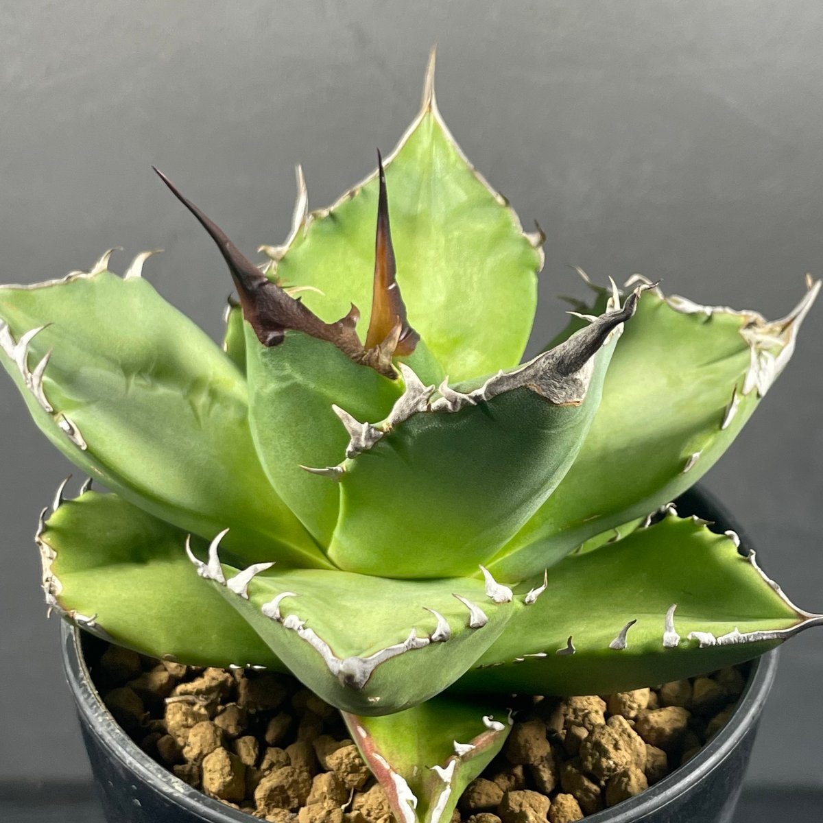 親株☆アガベ スーパーチタノタ cactus green 子株付き（アガベ