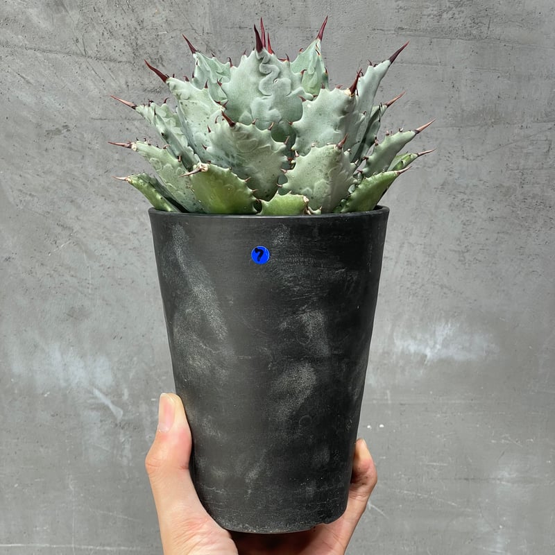 N PLANTS ORIGINAL HYBRID 005 ］7 | N PLANTS