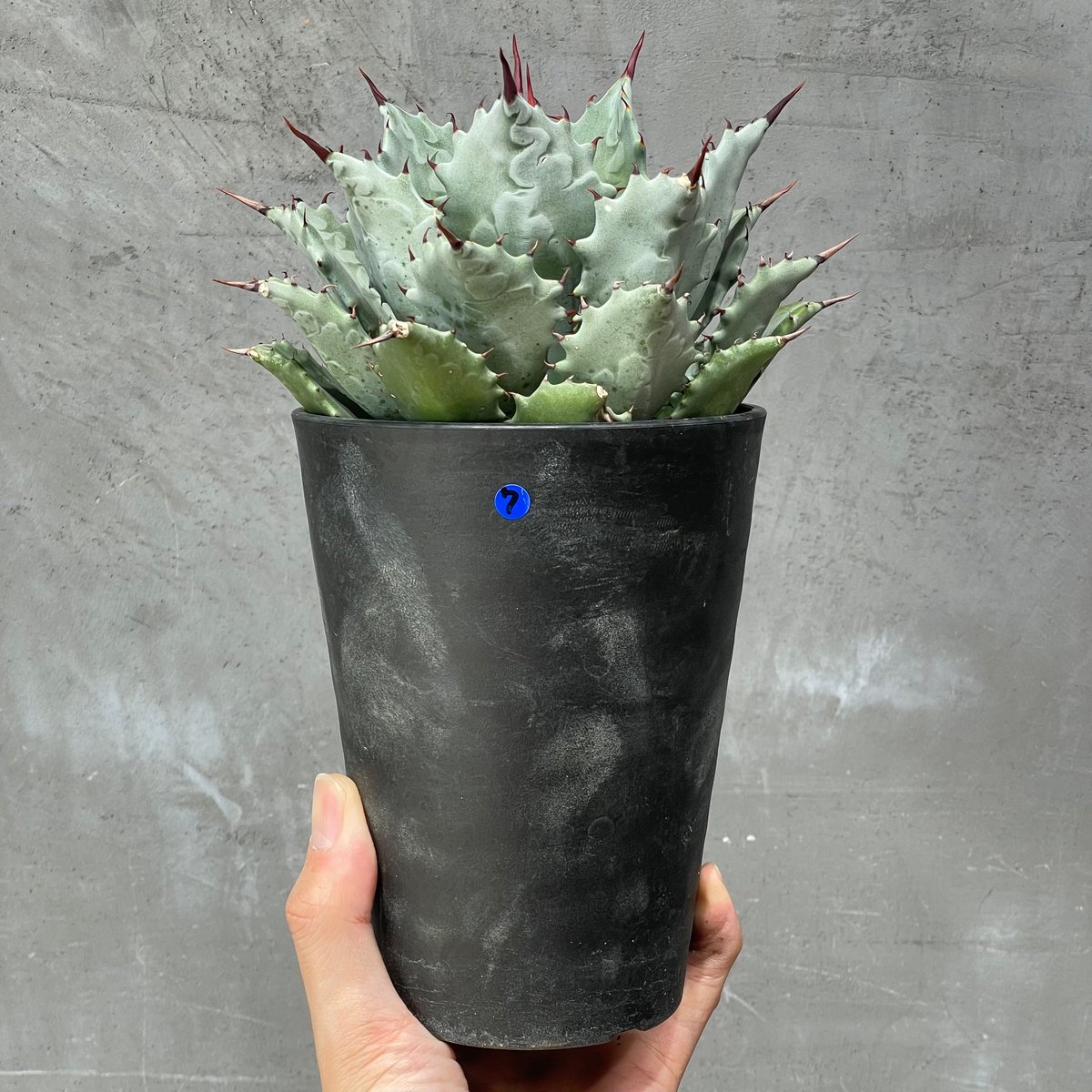 【N PLANTS産】STUDS 1st 子株 N PLANTS ORIGINAL HYBRID 005 ］7 | N PLANTS