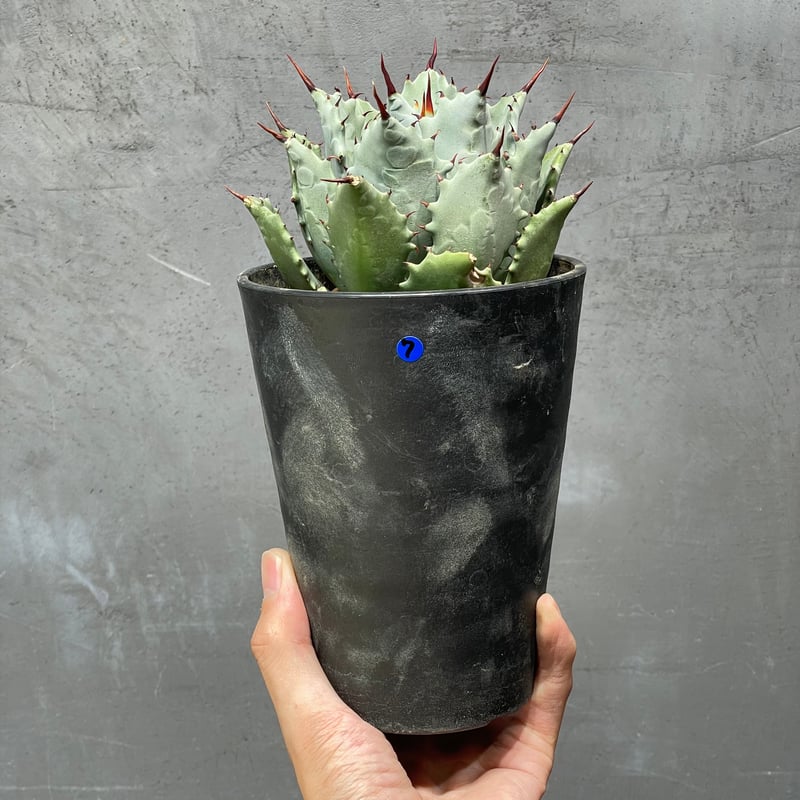 N PLANTS ORIGINAL HYBRID 005 ］7 | N PLANTS
