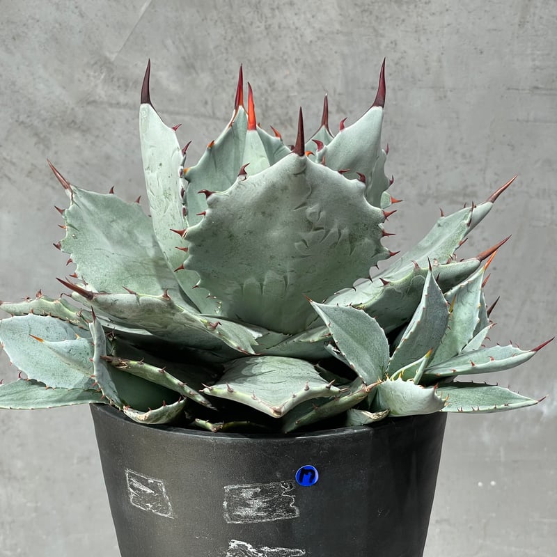 アガベ　屈原の舞扇×雷帝NPLANTS ORIGINAL HYBRID007親株 アガベ 地植え三宅雷神✖︎屈原の舞扇 耐寒性抜群の株です