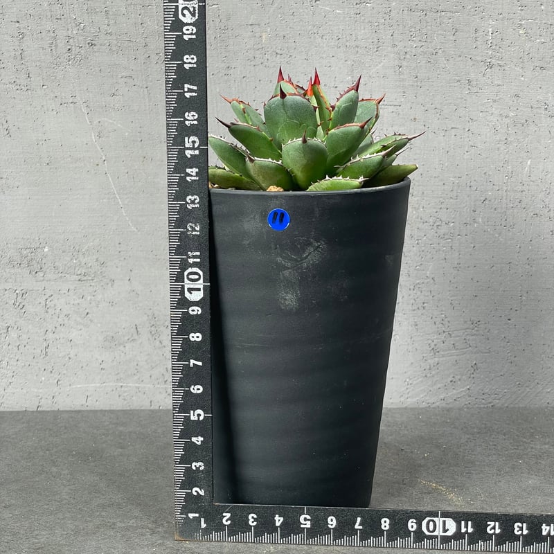 N PLANTS ORIGINAL HYBRID 003 ］11 | N PLANTS