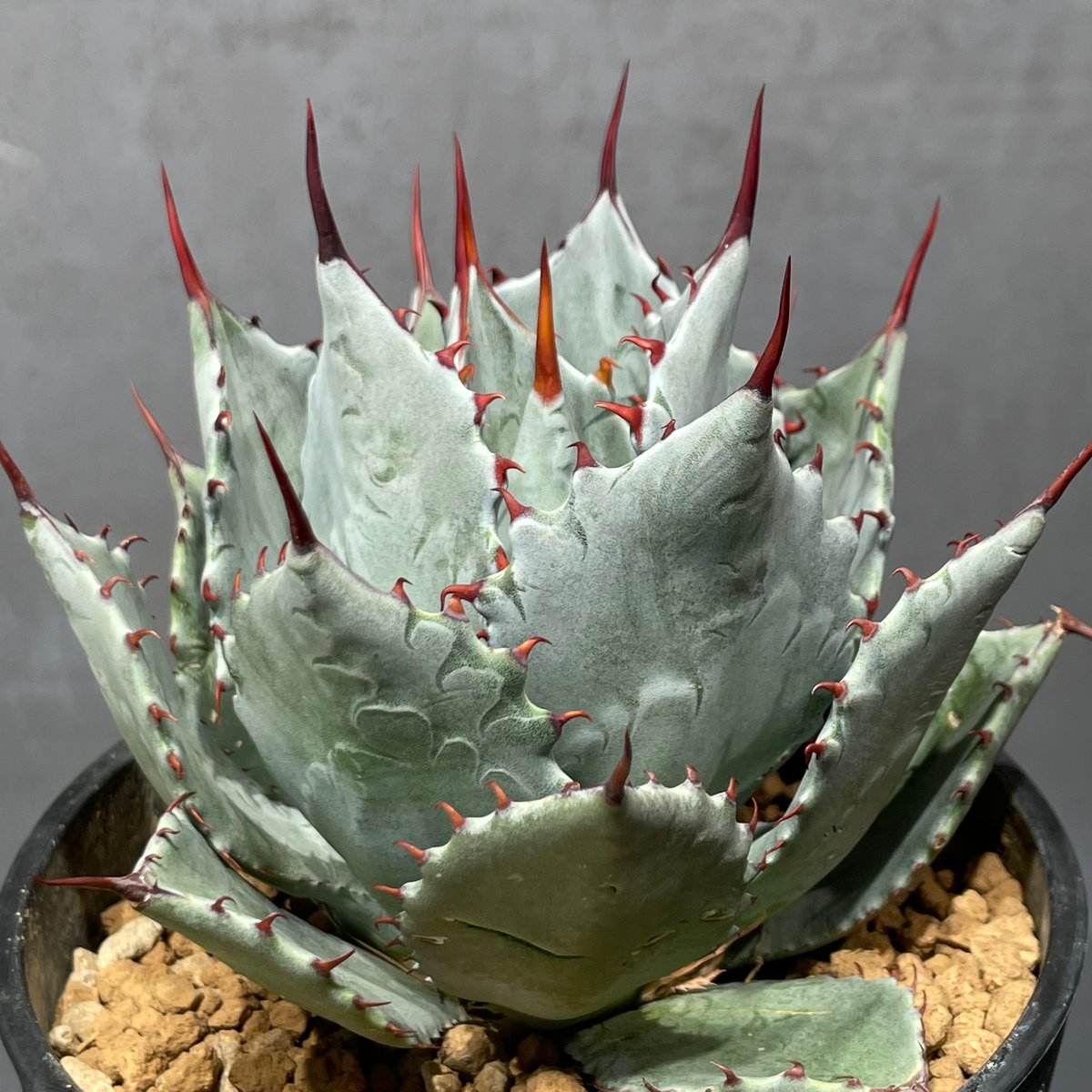 その他観葉植物 acetedyamada N PLANTS ORIGINAL HYBRID 007 ］8 | N PLANTS