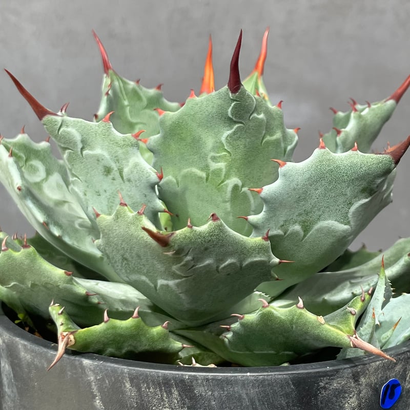 N PLANTS ORIGINAL HYBRID 010 ］18 | N PLANTS