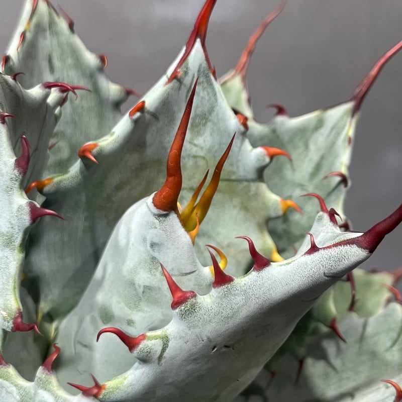 レア3.4万◆新品◆アスティエドヴィラットｘジョンデリアン パノラマカップ＃花器 J