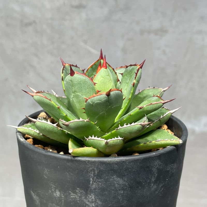 N PLANTS ORIGINAL HYBRID 003 ］11 | N PLANTS