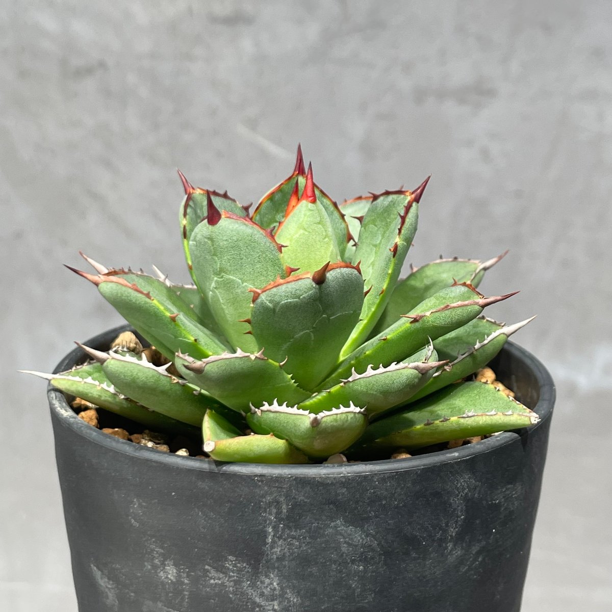 【Nori】アガベ N PLANTS ORIGINAL HYBRID 003 ］11 | N PLANTS