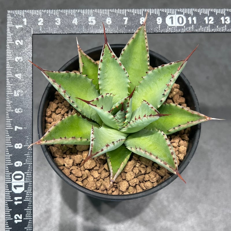 N PLANTS ORIGINAL HYBRID 014 ］102 | N PLANTS