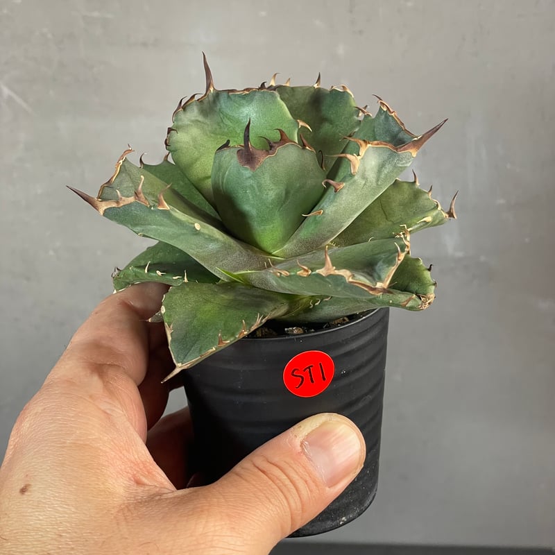 Agave titanota 【CANCER】1 | N PLANTS Agave titanota 【CANCER】1 | N PLANTS
