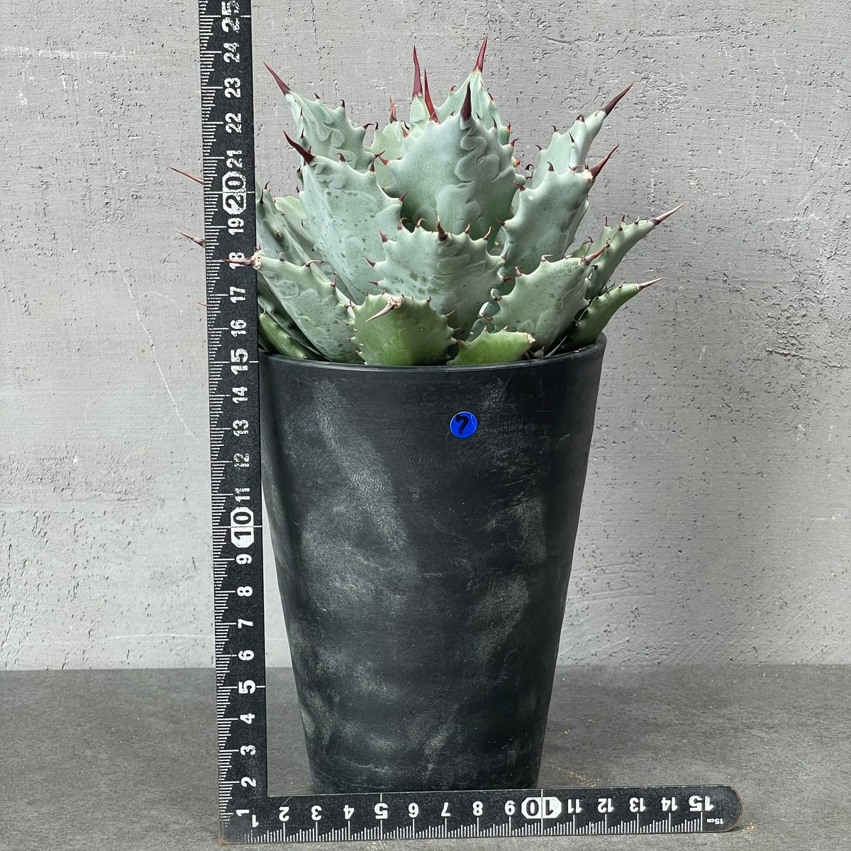 アガベ ハイブリッド 002 N PLANTS N PLANTS ORIGINAL HYBRID 005 ］7 | N PLANTS