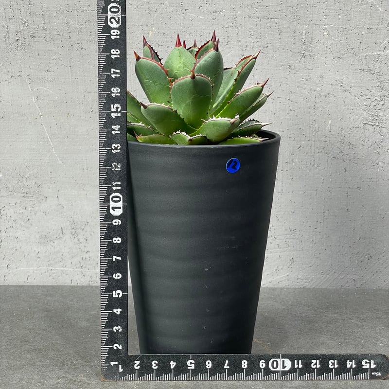 N plantsオリジナルハイブリッド004 N PLANTS ORIGINAL HYBRID 003 ］12 | N PLANTS