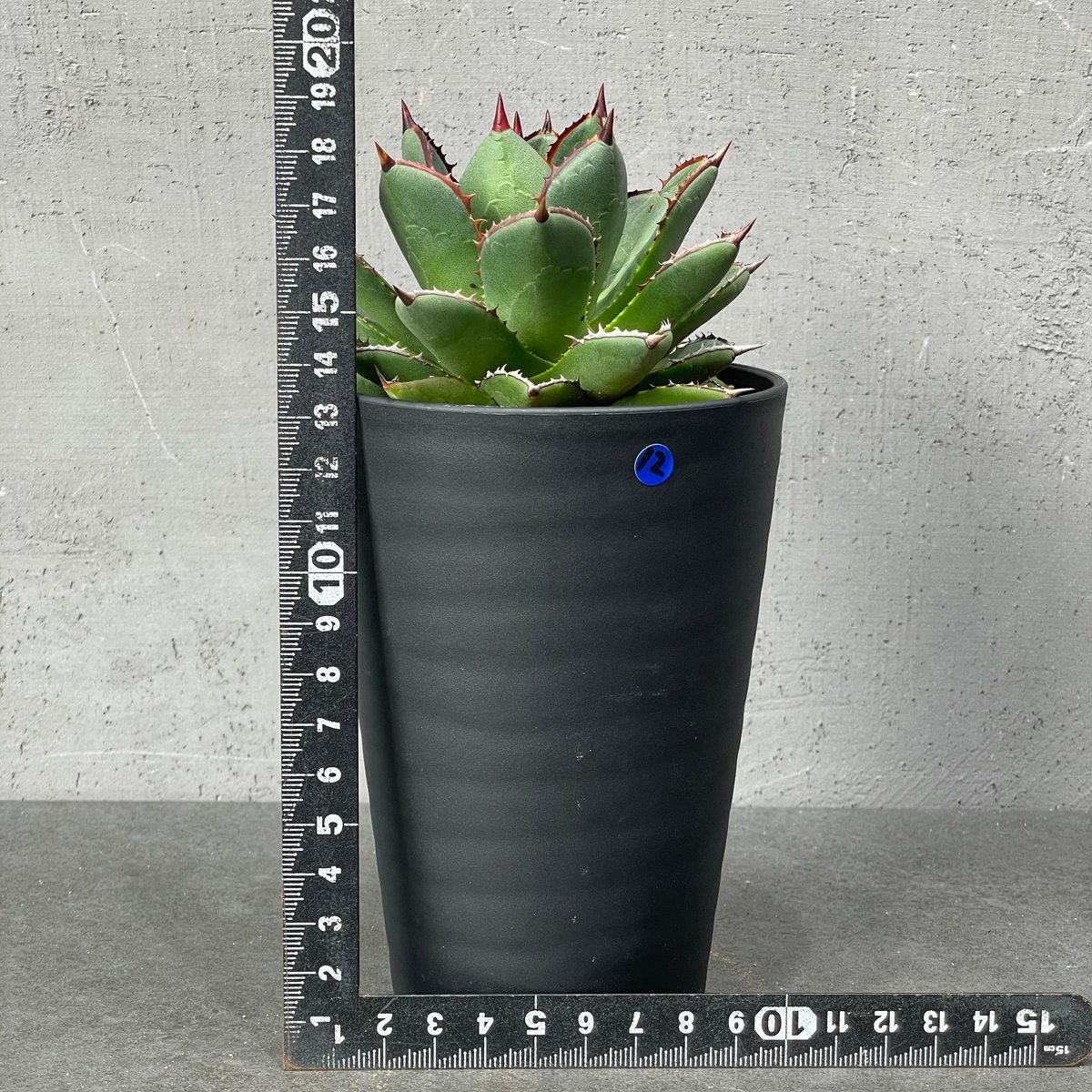 N PLANTS ORIGINAL HYBRID 003 ］12 | N PLANTS