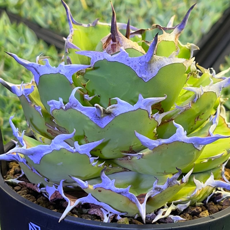 アガベ チタノタ Rose type Fo-076 イラン産 激締まりフォルム 【公式