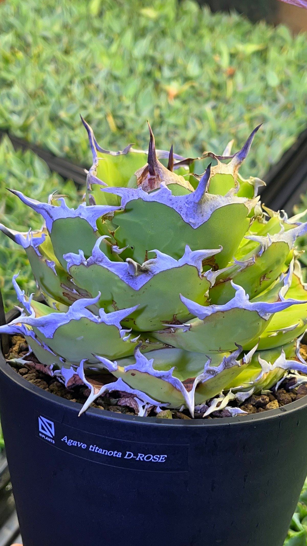 アガベ チタノタ 【DROSE】 Agave titanota 【DROSE】1 N...