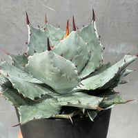 アガベ ハイブリッド 002 N PLANTS N PLANTS ORIGINAL HYBRID 007 ］17