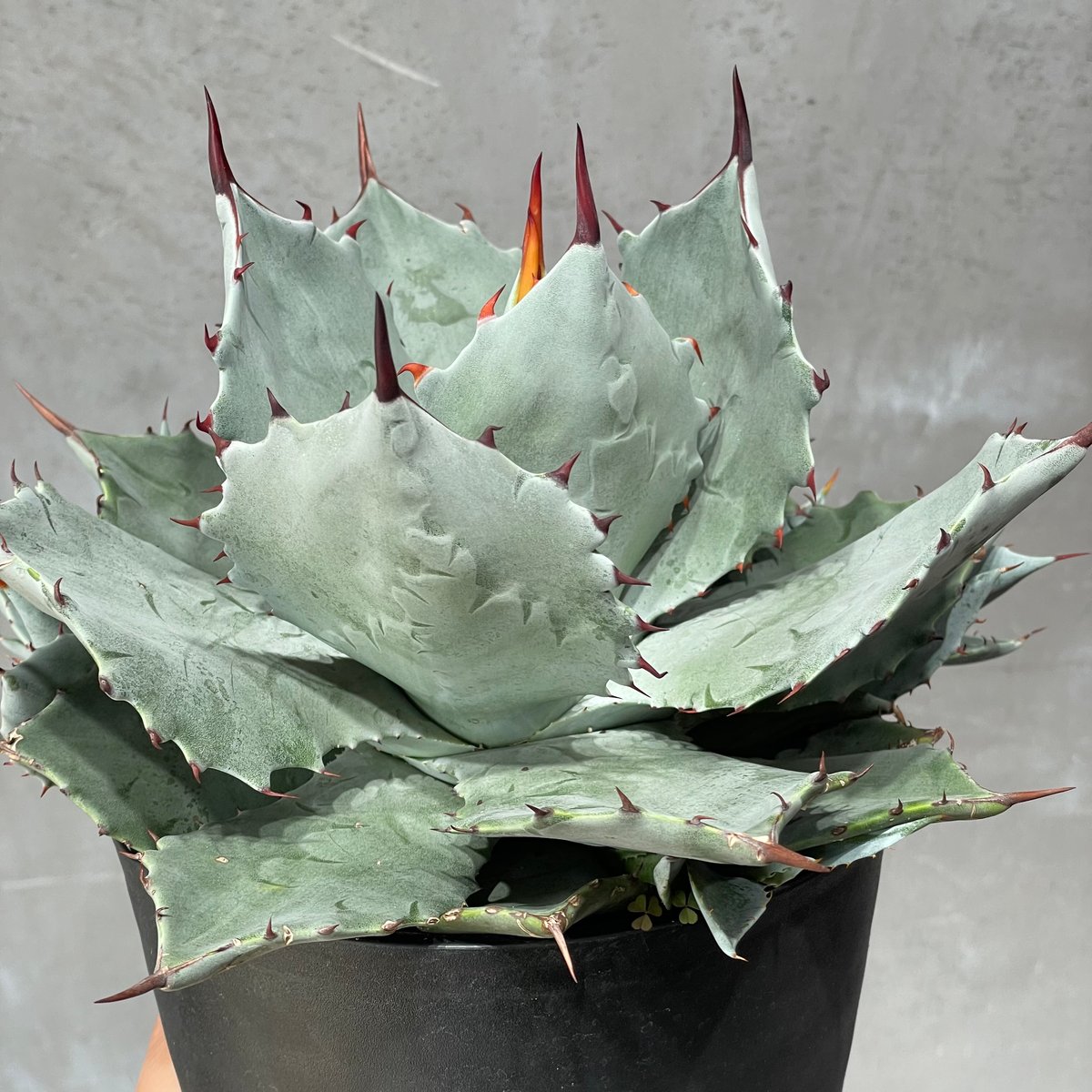 N PLANTS ORIGINAL HYBRID 007 ］17 | N PLANTS