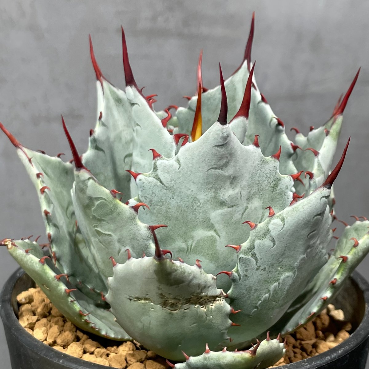 N PLANTS ORIGINAL HYBRID 007 ］8 | N PLANTS