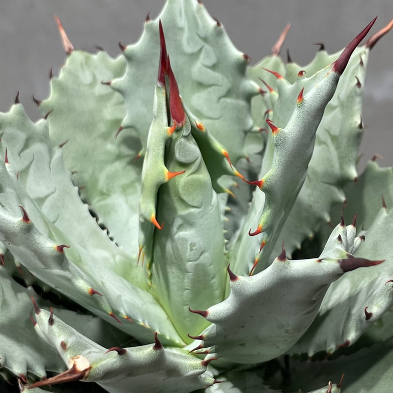 N PLANTS ORIGINAL HYBRID 005 ］7 | N PLANTS