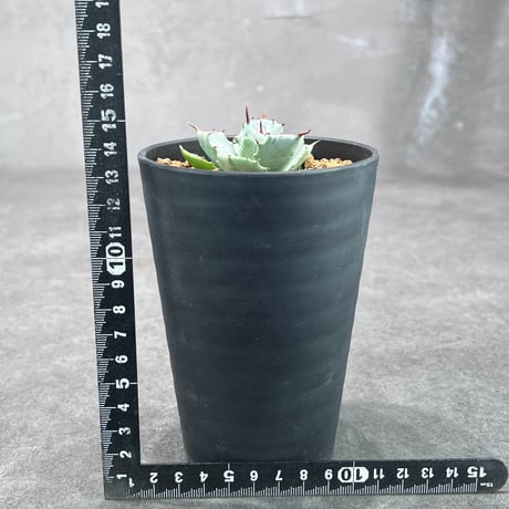 ［ N PLANTS ORIGINAL HYBRID 016 ］eborispina × Agave isthmensis '雷帝' 102