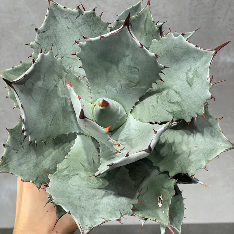 N PLANTS ORIGINAL HYBRID 007 ］17 | N PLANTS