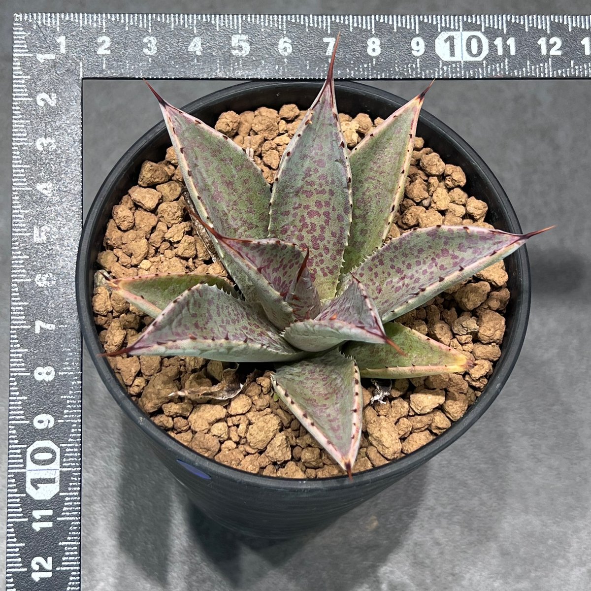 N PLANTS ORIGINAL HYBRID 014 ］104 スポット模様あり |