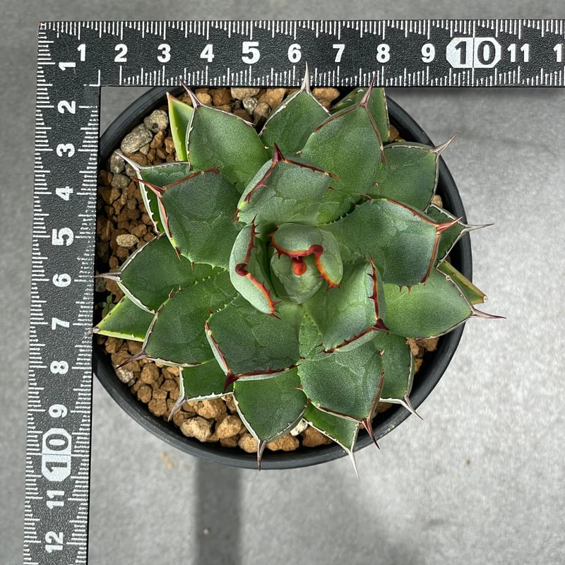 N PLANTS ORIGINAL HYBRID 003 ］11 | N PLANTS