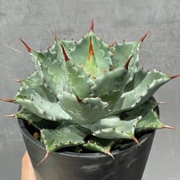 ［ N PLANTS ORIGINAL HYBRID 010 ］18