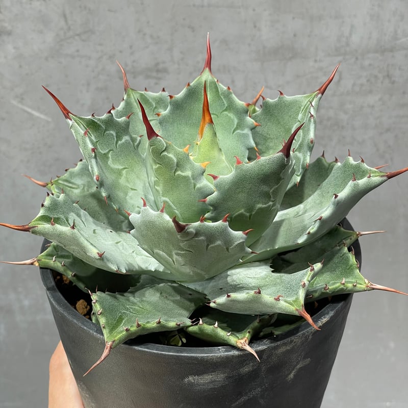 N PLANTS ORIGINAL HYBRID 010 ］18 | N PLANTS