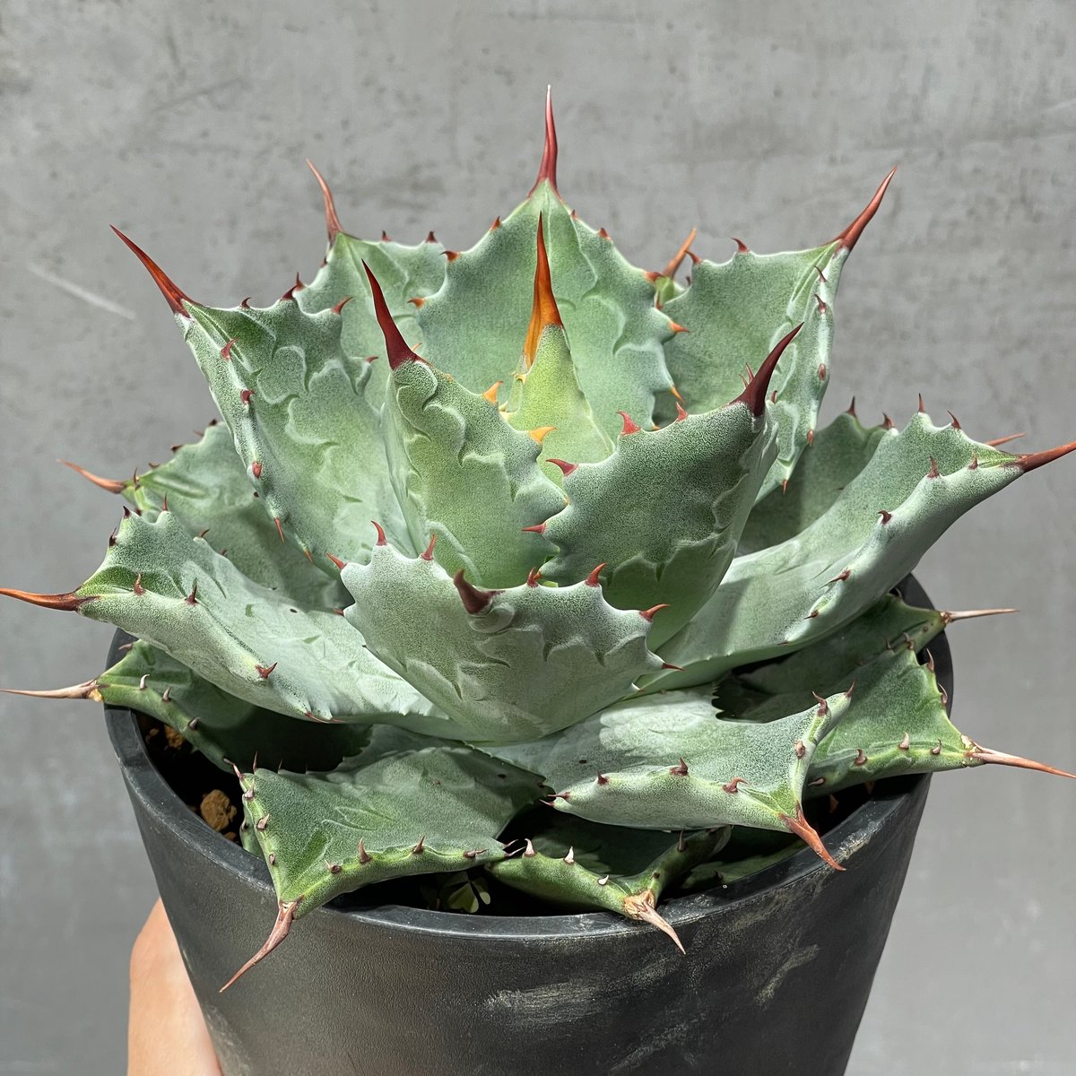 N PLANTS ORIGINAL HYBRID 010 ］18 | N PLANTS