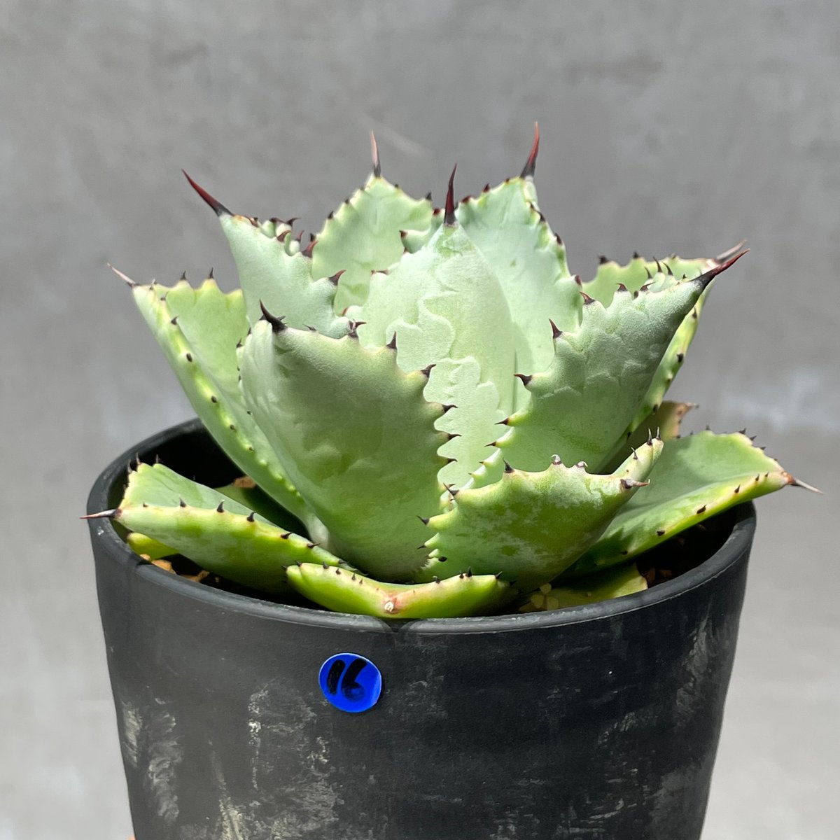 N PLANTS ORIGINAL HYBRID 005 ］16 | N PLANTS