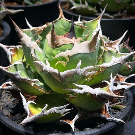 CATEGORY Agave | N PLANTS CATEGORY Agave | N PLANTS
