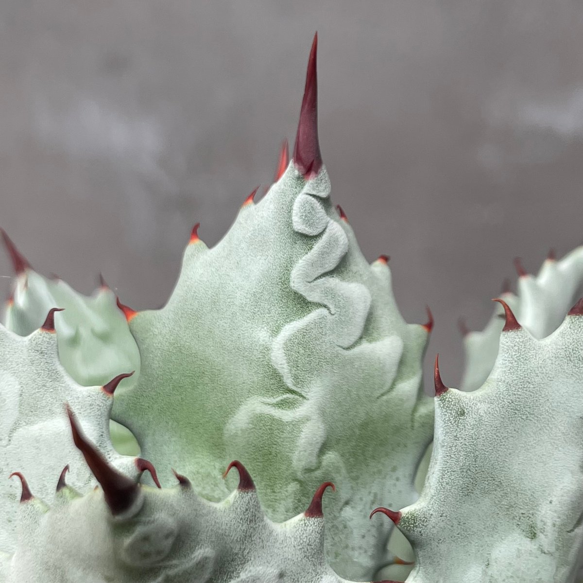 N PLANTS ORIGINAL HYBRID 005 ］7 | N PLANTS