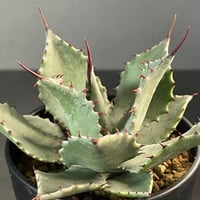 Agave titanota キャンサー　CANCER アガベ　チタノタ Agave titanota 【CANCER】1 | N PLANTS