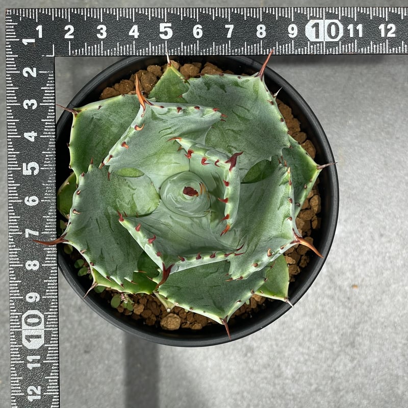 N PLANTS ORIGINAL HYBRID 004 ］13 | N PLANTS