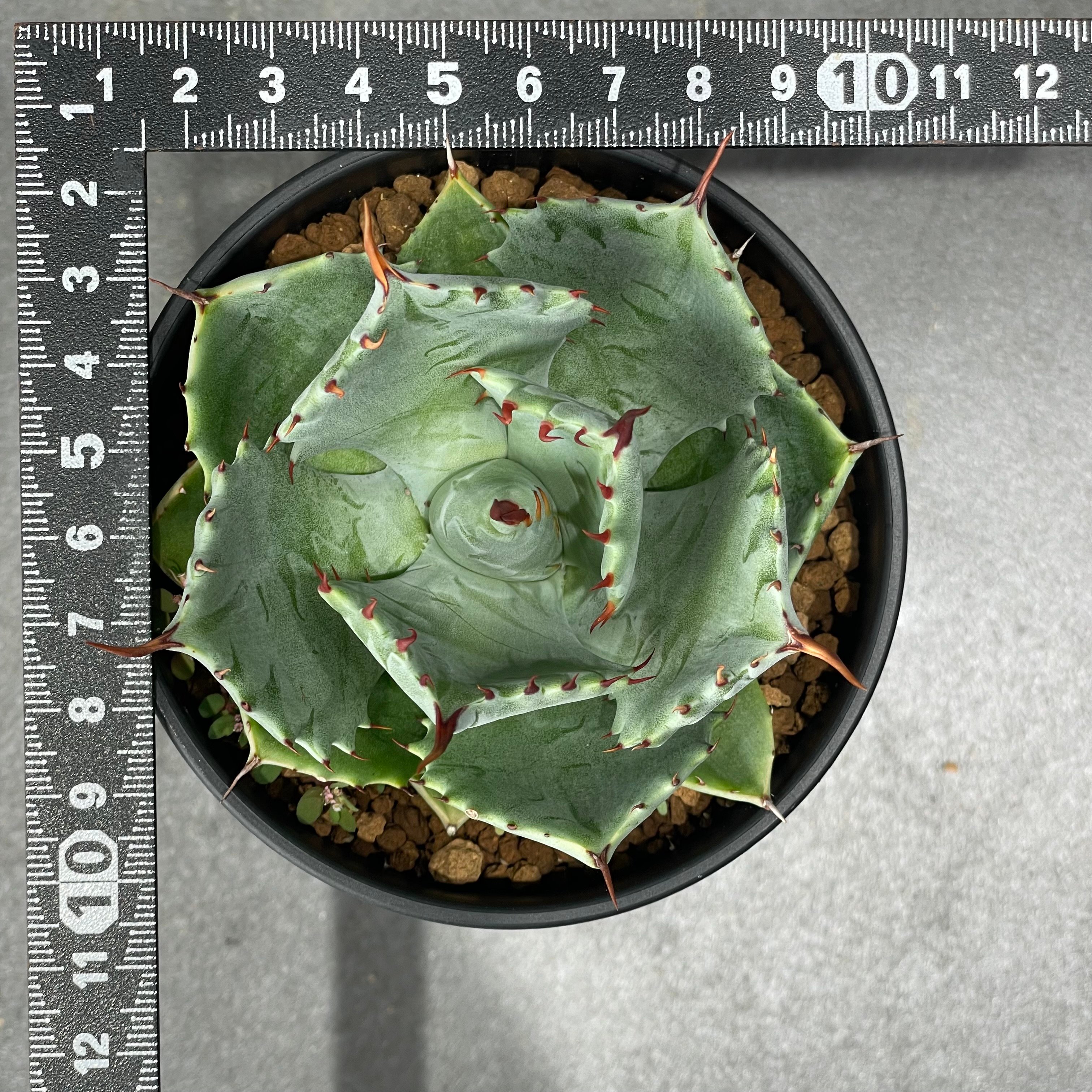 N PLANTS ORIGINAL HYBRID 004 ］13 | N PLANTS