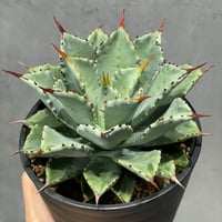 ［ N PLANTS ORIGINAL HYBRID 002 ］スポット無し 4