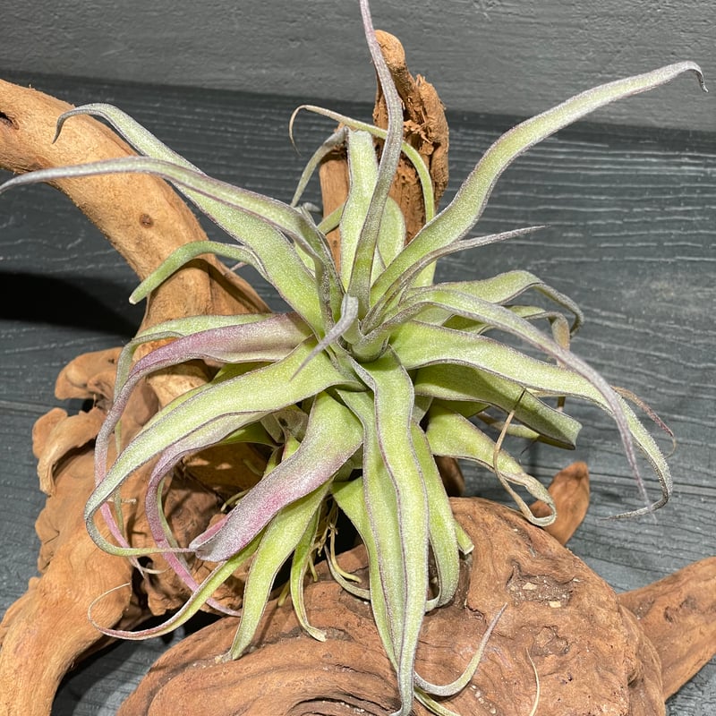 Tillandsia streptophylla 'Red' Seedling Clone /...