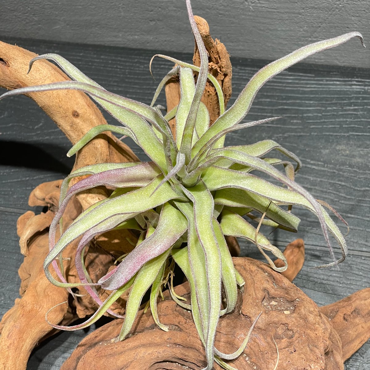 Tillandsia streptophylla 'Red' Seedling Clone / From T'S TROPICALS ⑤