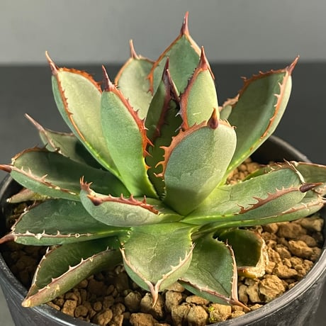 CATEGORY Agave | N PLANTS CATEGORY Agave | N PLANTS