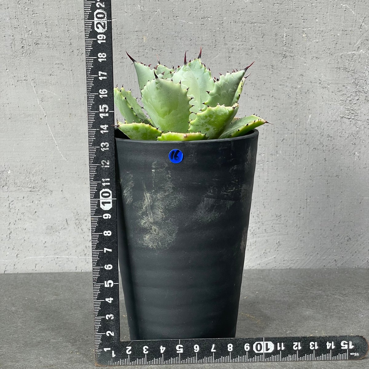 N PLANTS ORIGINAL HYBRID 005 ］16 | N PLANTS