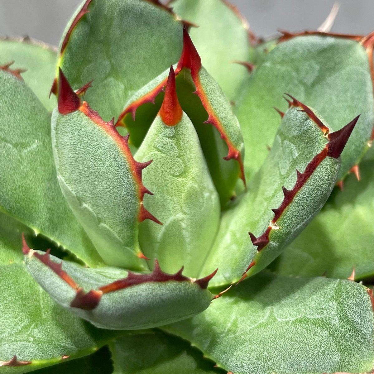 N PLANTS ORIGINAL HYBRID 003 ］11 | N PLANTS