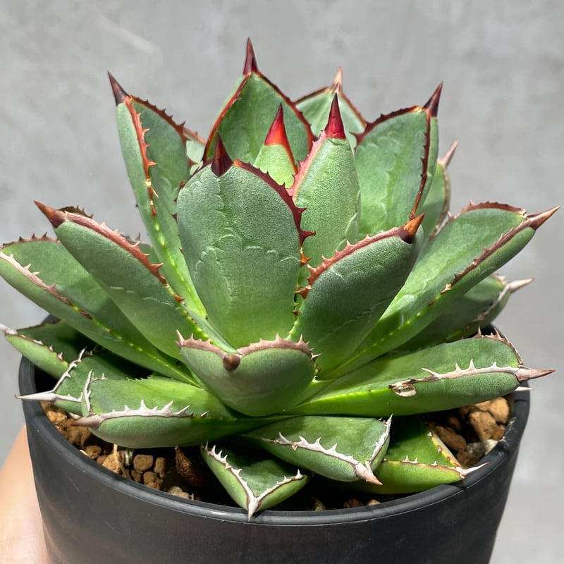 N PLANTS ORIGINAL HYBRID 003 ］12 | N PLANTS