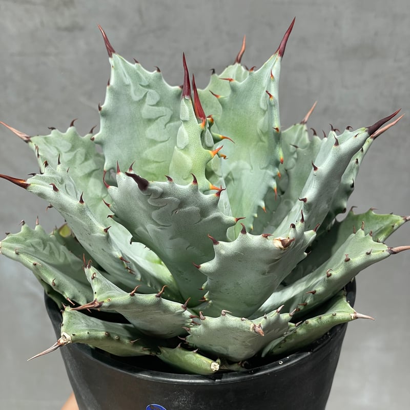 N PLANTS ORIGINAL HYBRID 005 ］7 | N PLANTS