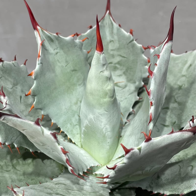 13.【現品　微根】アエオニウム「紫霞仙子」　7.5㌢鉢　傷有り 楽天市場】青涼刀 セネシオ Mサイズ5.5cmポット Senecio