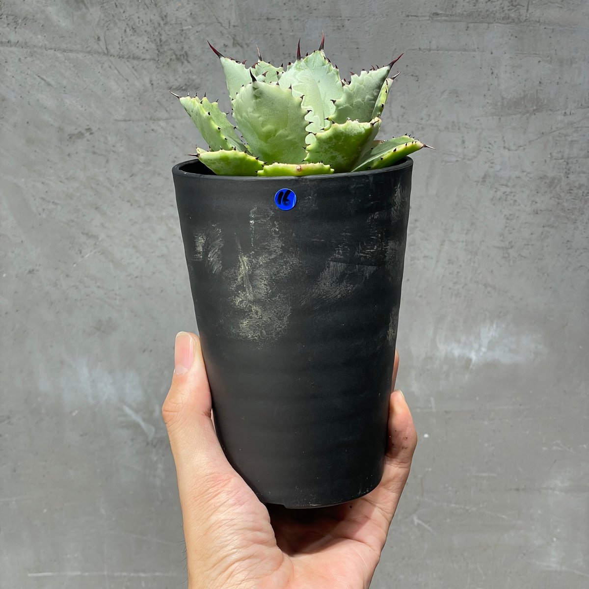 N PLANTS ORIGINAL HYBRID 005 ］16 | N PLANTS
