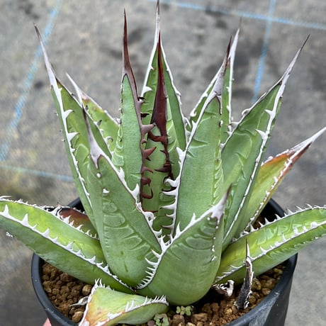 アガベ パープソラムバニラアイス天