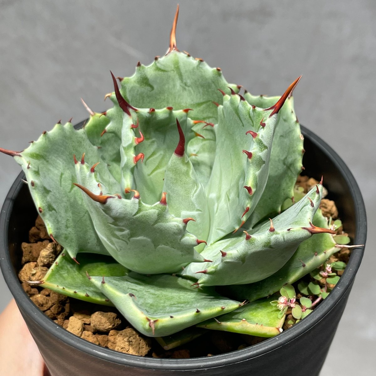 N PLANTS ORIGINAL HYBRID 004 ］13 | N PLANTS