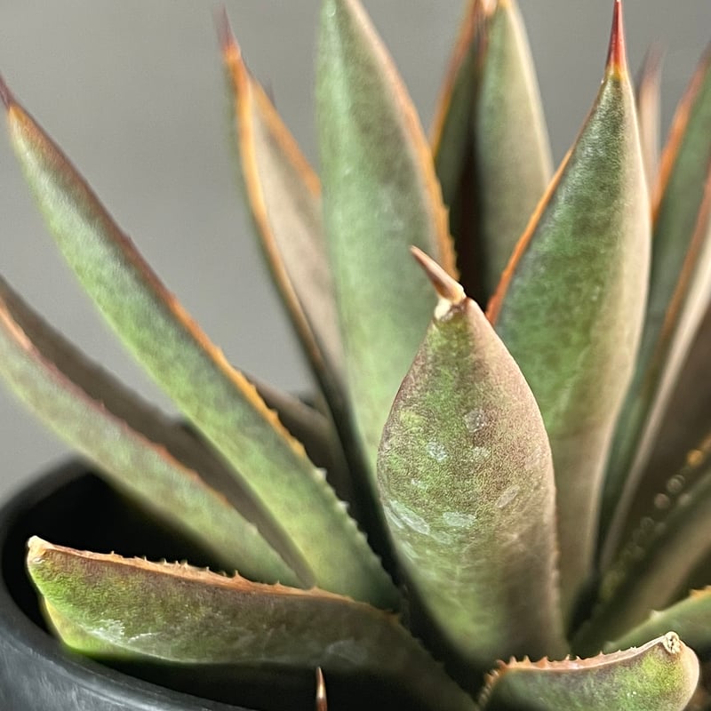 N PLANTS ORIGINAL HYBRID 001 ］3 | N PLANTS